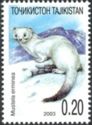Stoat (Mustela erminea)