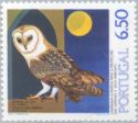 Western Barn Owl (Tyto alba)