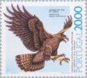 Golden Eagle (Aquila chrysaetos)