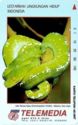 Ular Sanca Hijau (Green Phyton) [Chondropyton Viridis)