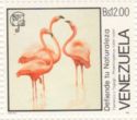 American Flamingo (Phoenicopterus ruber)