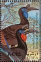 Abyssinian Ground Hornbill (Bucorvus abyssinicus) 