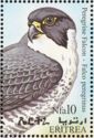 Peregrine Falcon (Falco peregrinus)