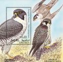 Peregrine Falcon (Falco peregrinus)