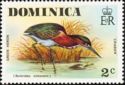 Green Heron (Butorides virescens)