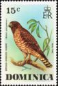 Broad-winged Hawk (Buteo platypterus)