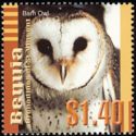 Barn Owl (Tyto alba)