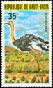 Common Ostrich (Struthio camelus)