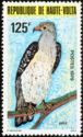 Cassin's Hawk-eagle (Aquila africana)