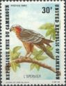 Rufous-chested Sparrowhawk (Accipiter rufiventris)