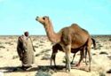 Camels in the Desert