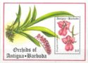 Orchids of Antigua & Barbuda (2)