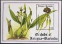 Orchids of Antigua & Barbuda (1)