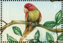 Red-masked Conure (Aratinga erythrogenys)