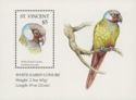 White-eared Conure (Pyrrhura leucotis)