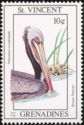 Brown Pelican (Pelecanus occidentalis)