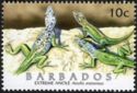 Barbados Anole (Anolis extremus)