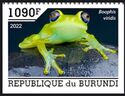 Green Bright-Eyed Frog (Boophis viridis)