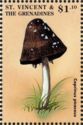 Magpie Mushroom (Coprinus picaceus)