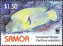Humphead Wrasse (Cheilinus undulatus)