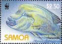 Humphead Wrasse (Cheilinus undulatus)