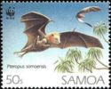 Common Samoan Flying Fox (Pteropus samoensis)