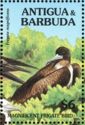 Female Magnificent Frigatebird (Fregata magnificens)