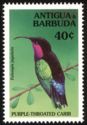 Purple-throated Carib (Eulampis jugularis)