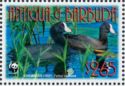 Pair of Caribbean Coot (Fulica caribaea)