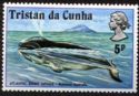 Atlantic Right Whale (Eubalaena australis)