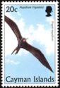 Magnificent Frigatebird (Fregata magnificens)