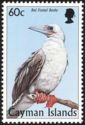 Red-footed Booby (Sula sula)