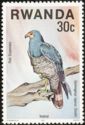 African Harrier-Hawk (Gymnogenys typicus)