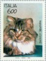 Maine Coon Cat (Felis silvestris catus)