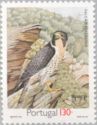 Peregrine Falcon (Falco peregrinus)