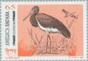 Black Stork (Ciconia nigra)