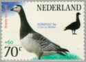 Barnacle Goose (Branta leucopsis)