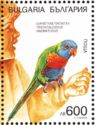 Rainbow Lorikeet (Trichoglossus haematodus)