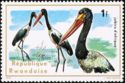 Saddle-billed Stork (Ephippiorhynchus senegalensis)