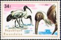 African Sacred Ibis (Threskiornis aethiopicus)