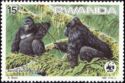 Mountain Gorilla (Gorilla gorilla beringei)
