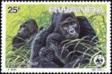Mountain Gorilla (Gorilla gorilla beringei)