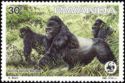 Mountain Gorilla (Gorilla gorilla beringei)
