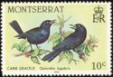 Carib Grackle (Quiscalus lugubris)