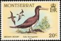 Brown Booby (Sula leucogaster)