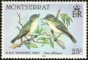Black-whiskered Vireo (Vireo altiloquus)