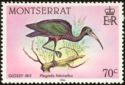 Glossy Ibis (Plegadis falcinellus)
