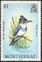 Belted Kingfisher (Ceryle alcyon)