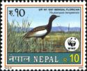 Bengal Florican (Houbaropsis bengalensis)
