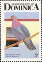 Red-necked Pigeon (Patagioenas squamosa)